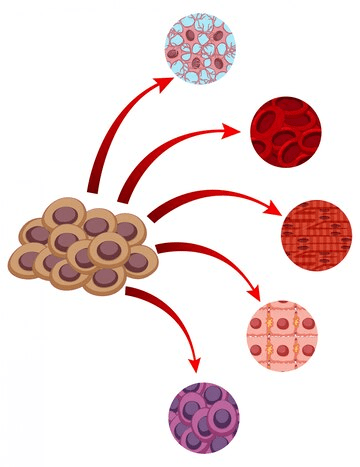 Basal-Cell-Carcinoma