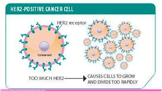 Status of HER2 gene (human epidermal growth factor receptor 2)